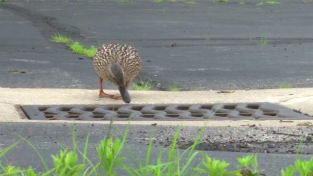 VIDEO: Ducklings Rescued From Manhole