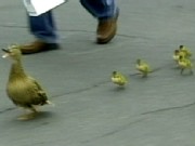 Banker Saves a Dozen Ducklings From Ledge