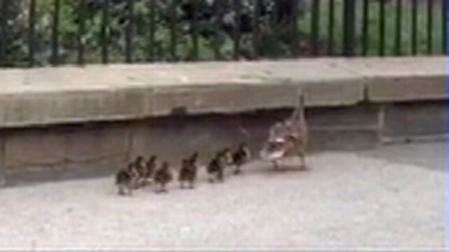 VIDEO: White House security guards reunited a mother duck with her babies.