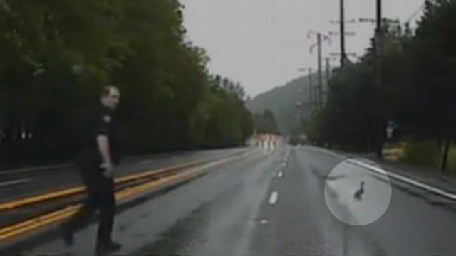 VIDEO: Ducks Interrupt Police Chase
