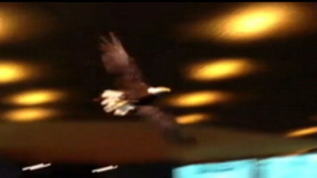 GMA VIDEO: Bald Eagle Crashes at Oral Roberts University
