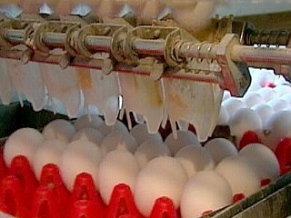 Watch: Are Egg Yolks as Bad as Cigarettes?