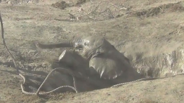VIDEO: Workers with Amboseli Trust in Kenya used their Land Rover to save a baby elephant.