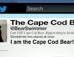Cape cod bear thrills growing twitter following