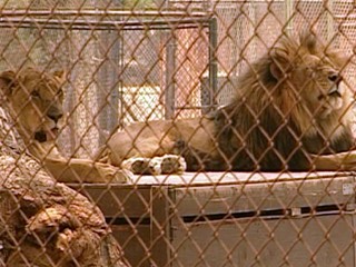 Fires Threaten Animal Sanctuary