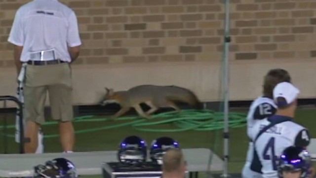VIDEO: Fox Interrupts College Football Game
