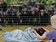 Chimps in Mourning