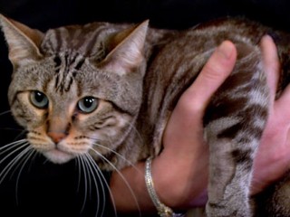 'lucky' Feline Survives Fall