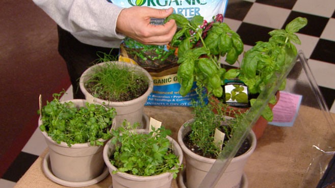 VIDEO: Matthew Benson says the season is perfect for growing fresh herbs indoors.