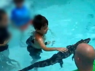 Watch: Florida Attraction Brings Alligators to Pool Parties