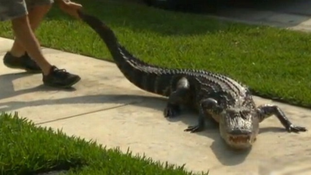VIDEO: Florida family was surprised when an 8-foot alligator made its way onto their front porch.