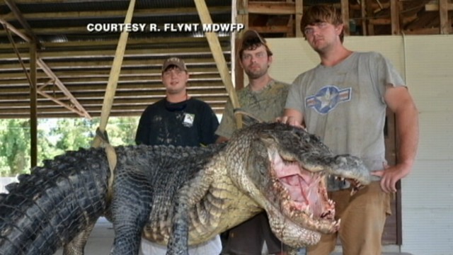VIDEO: Beth Trammel and her family caught one of the largest gators in Mississippi history.