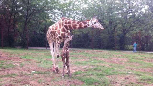 VIDEO: Pammy J, the baby giraffe, was born, took her first steps at Dickerson Park Zoo in Springfield, MO.