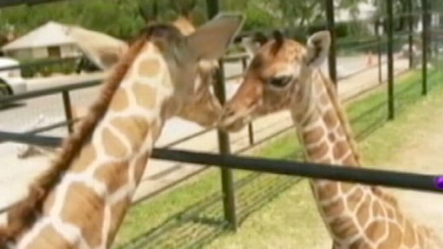 VIDEO: Twin Baby Giraffes Born at Texas Wildlife Ranch