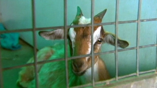 VIDEO: Officials, police scramble to capture deer before it was hit by a car.