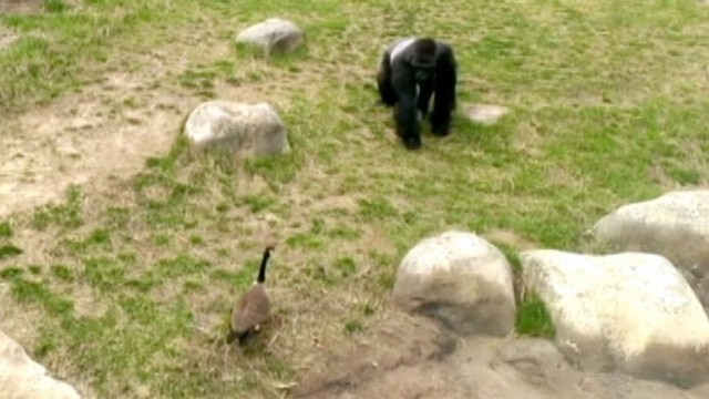 VIDEO: Goose on the Loose vs. Gorilla: Who Will Win?