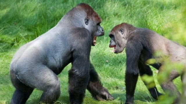VIDEO: Kesho and Alf had not seen each other for nearly three years before their reunion at the Longleat Safari Park in England.