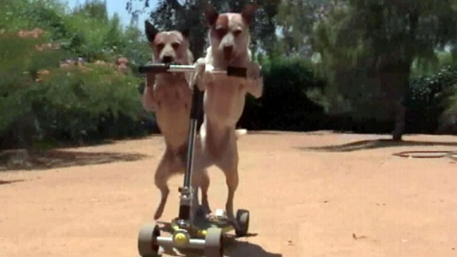 VIDEO: Australian cattle dog pushes pup pal in car and stroller.