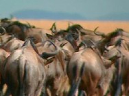 The Great Migration