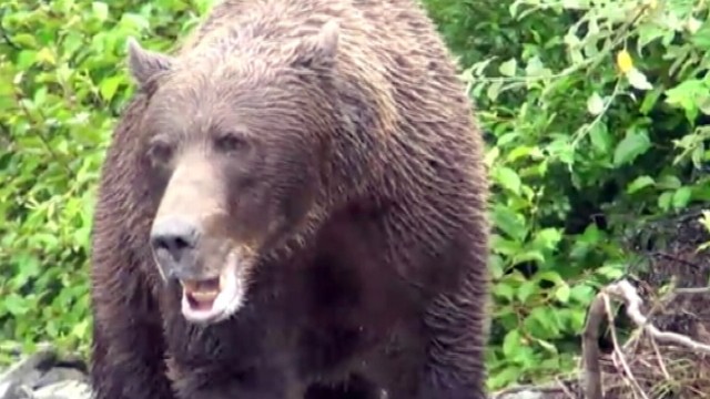 VIDEO: Incredible video shows massive bear charging at photographers in the wild.