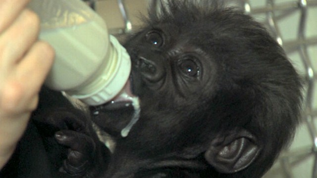 VIDEO: Baby Gorilla Being Raised by Human Moms