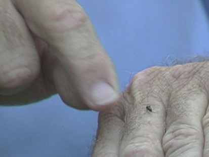 VIDEO: Expert gets bitten in Everglades to determine where to spray pesticides.
