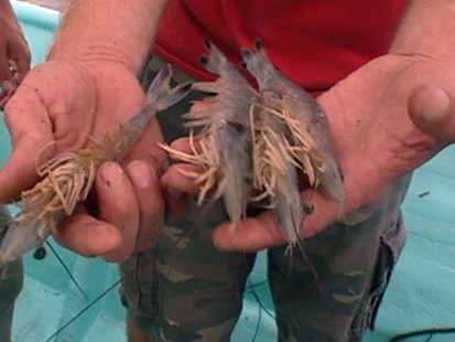 VIDEO: Is Gulf Seafood Safe to Eat?