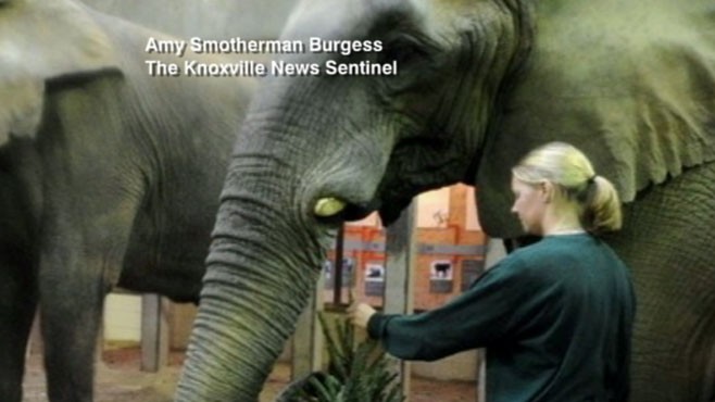 VIDEO: Elephant Kills Handler