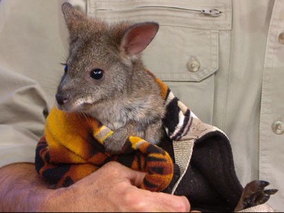 VIDEO: Jack Hanna stops by with porcupines, penguins and kangaroos.