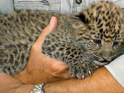VIDEO: Jack Hanna stops by with an anteater, a monkey and a spotted leopard.