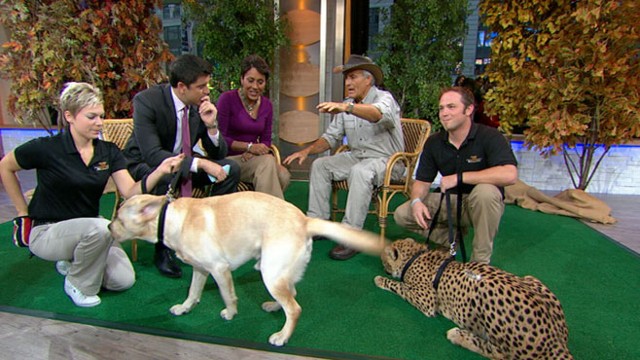 VIDEO: The wildlife expert explains how he travels with his animal friends.