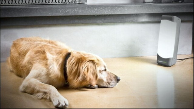 VIDEO: Dog Depression Treated with Laser Light Therapy