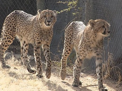 VIDEO: A real Catwoman saves cheetahs by raising them in her backyard.