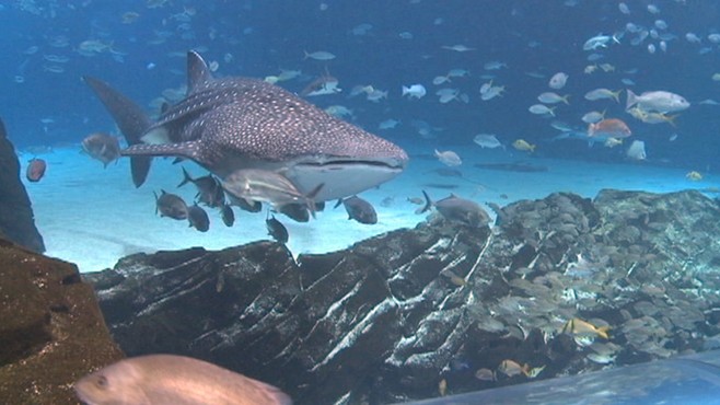 VIDEO: Sam helps Kelly Hood feed whale sharks at the Georgia Aquarium in Atlanta.