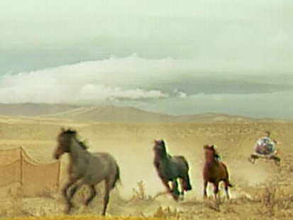 VIDEO: Mustangs are Being Rounded Up
