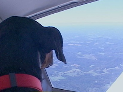 VIDEO: Pilots rescue shelter animals and fly them to new welcoming homes.