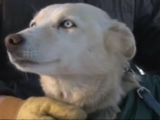 Watch: Iditarod Race 2013: Missing Sled Dog Found