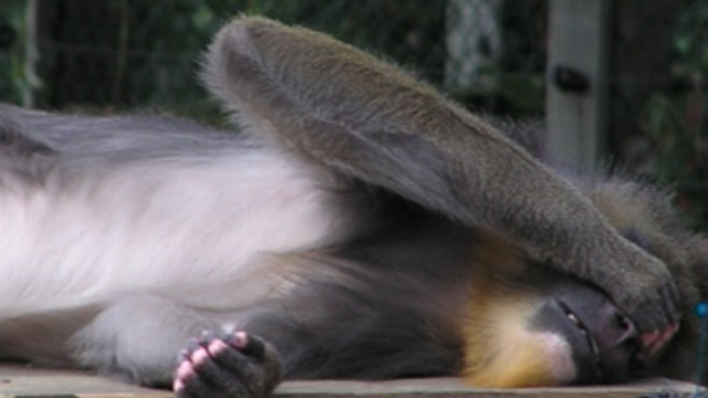 VIDEO: These primates cover their eyes when they want to be left alone.