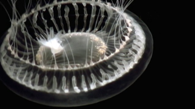 VIDEO: NatGeo follows creatures as they decimate fish populations throughout world.