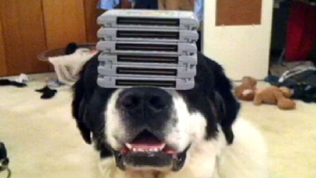 VIDEO: A wastebasket, a pot, pizza -- this dog can balance anything on its nose.