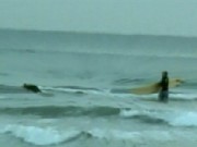 Kangaroo Rescued From Riptide