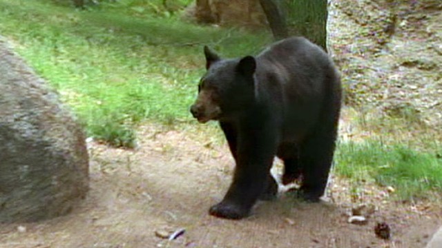 VIDEO: Neal Karlinsky highlights videos showing close encounters between humans, bears.