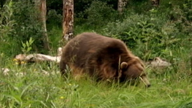 VIDEO: Rangers are now searching for the grizzly bear that mauled John Wallace, 59.