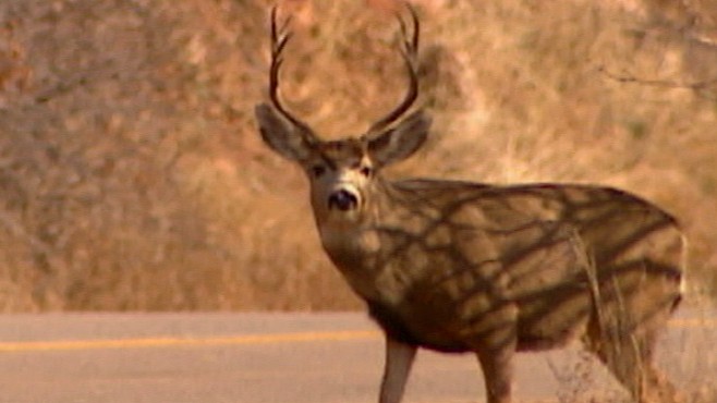 VIDEO: Buck Flies Through Car
