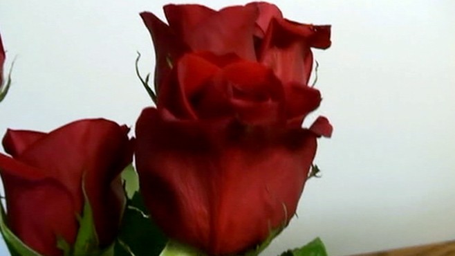 VIDEO: "GMA" puts four national florists to the test.