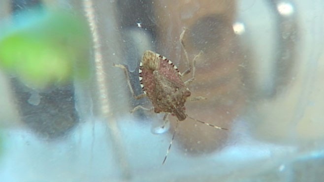 VIDEO: Bugs are homeowners' nuisance, menace to agriculture.