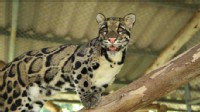Clouded Leopards Amaze 'GMA' Anchor