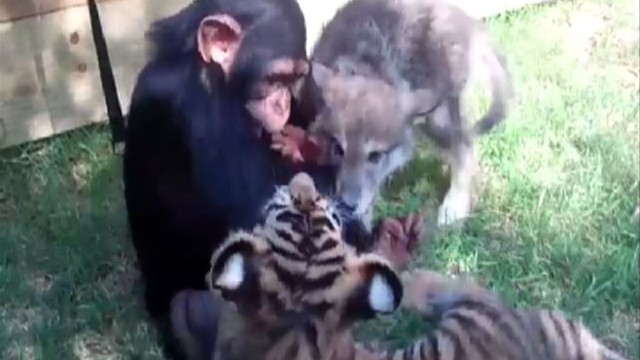VIDEO: Adorable animal babies are caught on tape playing together at the Zoological Park in Oklahoma.