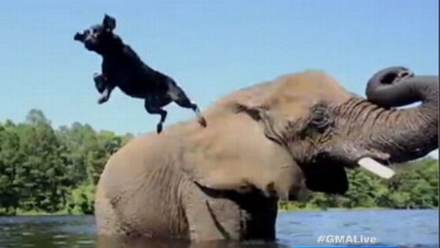 VIDEO: Unlikely Friends, Dog and Elephant, Play in Watering Hole