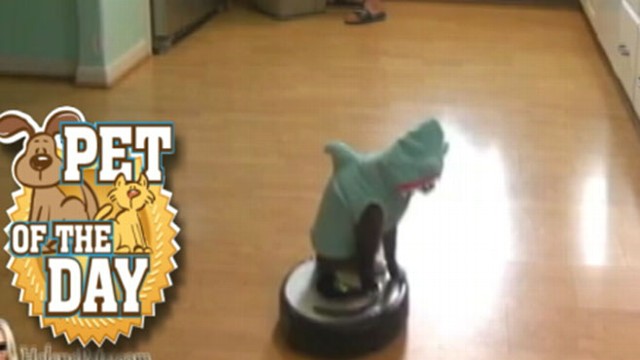 'Shark Cat' Loves Riding His Roomba